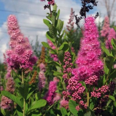 Спирея Билларда Спирея Билларда - Dolina-Sad.Ru