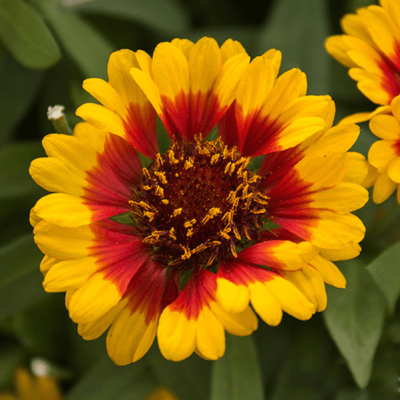 Гайлардия Ред Старбуст , X фото