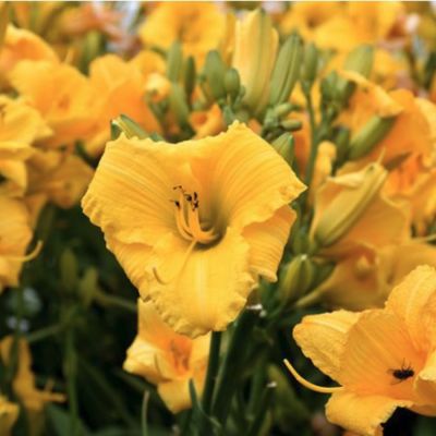 Лилейник Бакабана - Dolina-Sad.Ru