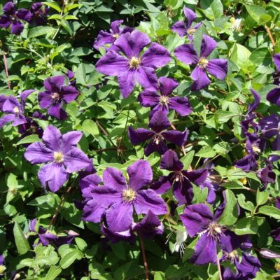 Клематис Лех Качиньский Клематис Лех Качиньский - Dolina-Sad.Ru