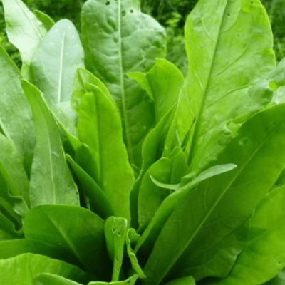 Щавель Малахит (А) Щавель Малахит (А) фото