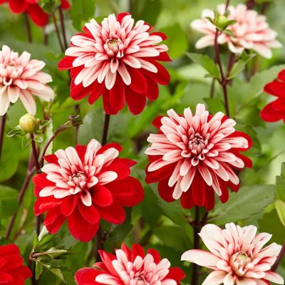 Георгина Пасифик Тайм - Dolina-Sad.Ru