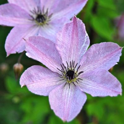 Клематис Фэйридаст Клематис Фэйридаст - Dolina-Sad.Ru