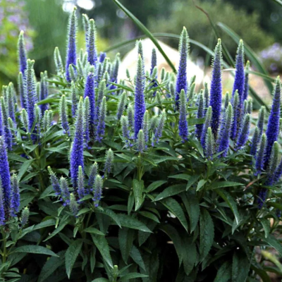 Вероника колосистая Нана Блаутеппих фото