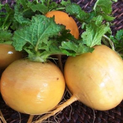 Репа Голден Болл Репа Голден Болл фото