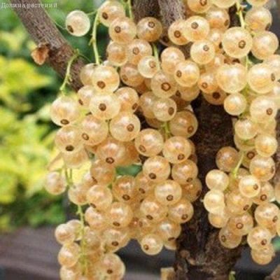 Смородина Смольяниновская фото