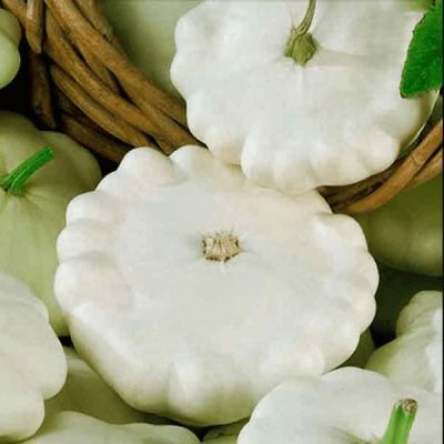 Патиссон НЛО белый (А) фото