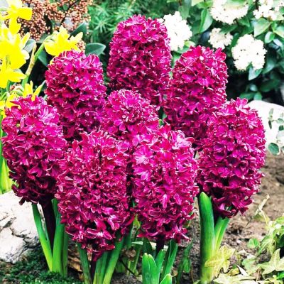 Гиацинт Вудсток Гиацинт Вудсток фото