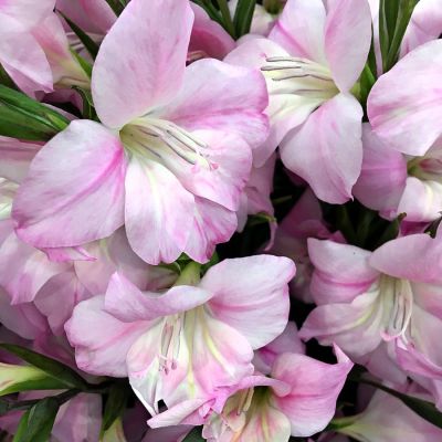 Гладиолус Шарминг Леди Гладиолус Шарминг Леди - Dolina-Sad.Ru