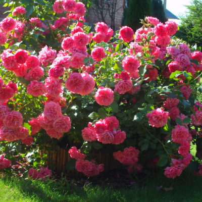 Роза Розариум Ютерзен Роза Розариум Ютерзен фото