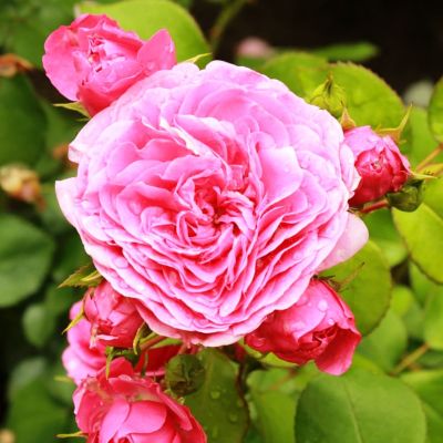 Роза Баронесса Роза Баронесса фото