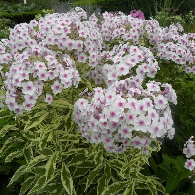 Флокс Макулата Нора Лей Флокс Макулата Нора Лей фото