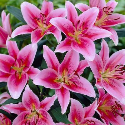 Лилия Тибер Лилия Тибер фото