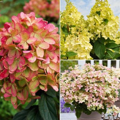 Микс гортензий Салют Микс гортензий Салют - Dolina-Sad.Ru