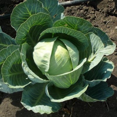 Капуста Белокочанная Коля F1 (Seminis/Голландия) Капуста Белокочанная Коля F1 (Seminis/Голландия) фото