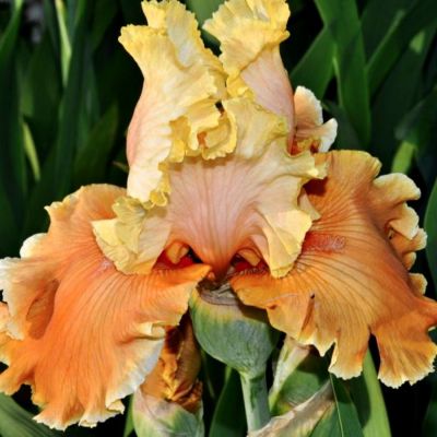 Ирис Апачи Уорриор Ирис Апачи Уорриор - Dolina-Sad.Ru