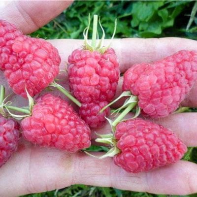 Малина Маросейка/Летняя, C3 (2 года) Малина Маросейка/Летняя, C3 (2 года) - Dolina-Sad.Ru