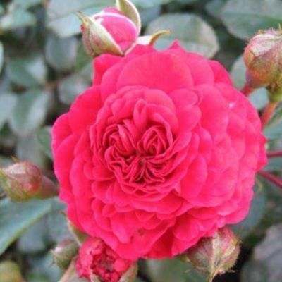 Роза Хэллоу Роза Хэллоу - Dolina-Sad.Ru