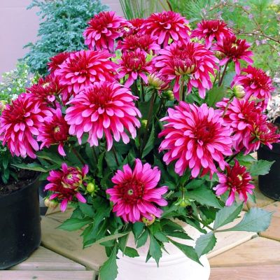 Георгина Гэллери Арт Нуво Георгина Гэллери Арт Нуво фото