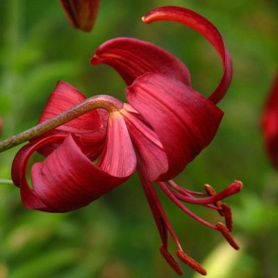 Лилия Ред Вельвет 2 шт Лилия Ред Вельвет 2 шт фото