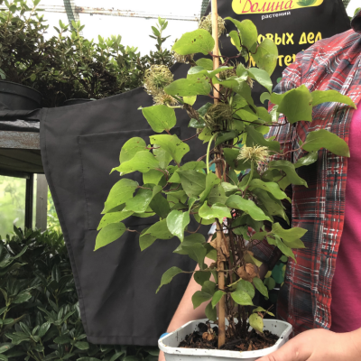 Клематис Солидарность Клематис Солидарность фото