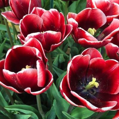 Тюльпан Армани Тюльпан Армани фото