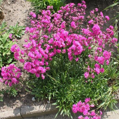 Лихнис клейкий "Спленденс" фото