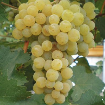 Виноград Цитронный Магарача Виноград Цитронный Магарача - Dolina-Sad.Ru