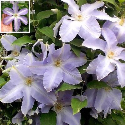 Клематис Лех Валенса, С2 Клематис Лех Валенса, С2 фото