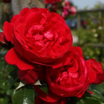 Роза Орфео Роза Орфео - Dolina-Sad.Ru