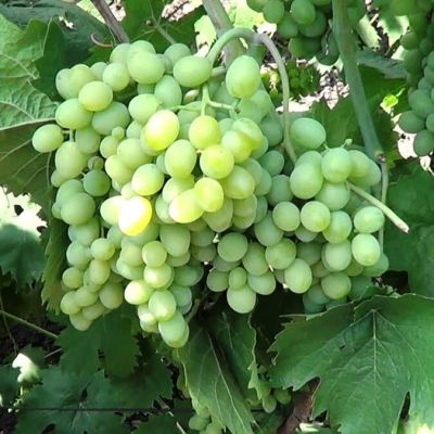 Виноград Элегант Виноград Элегант фото