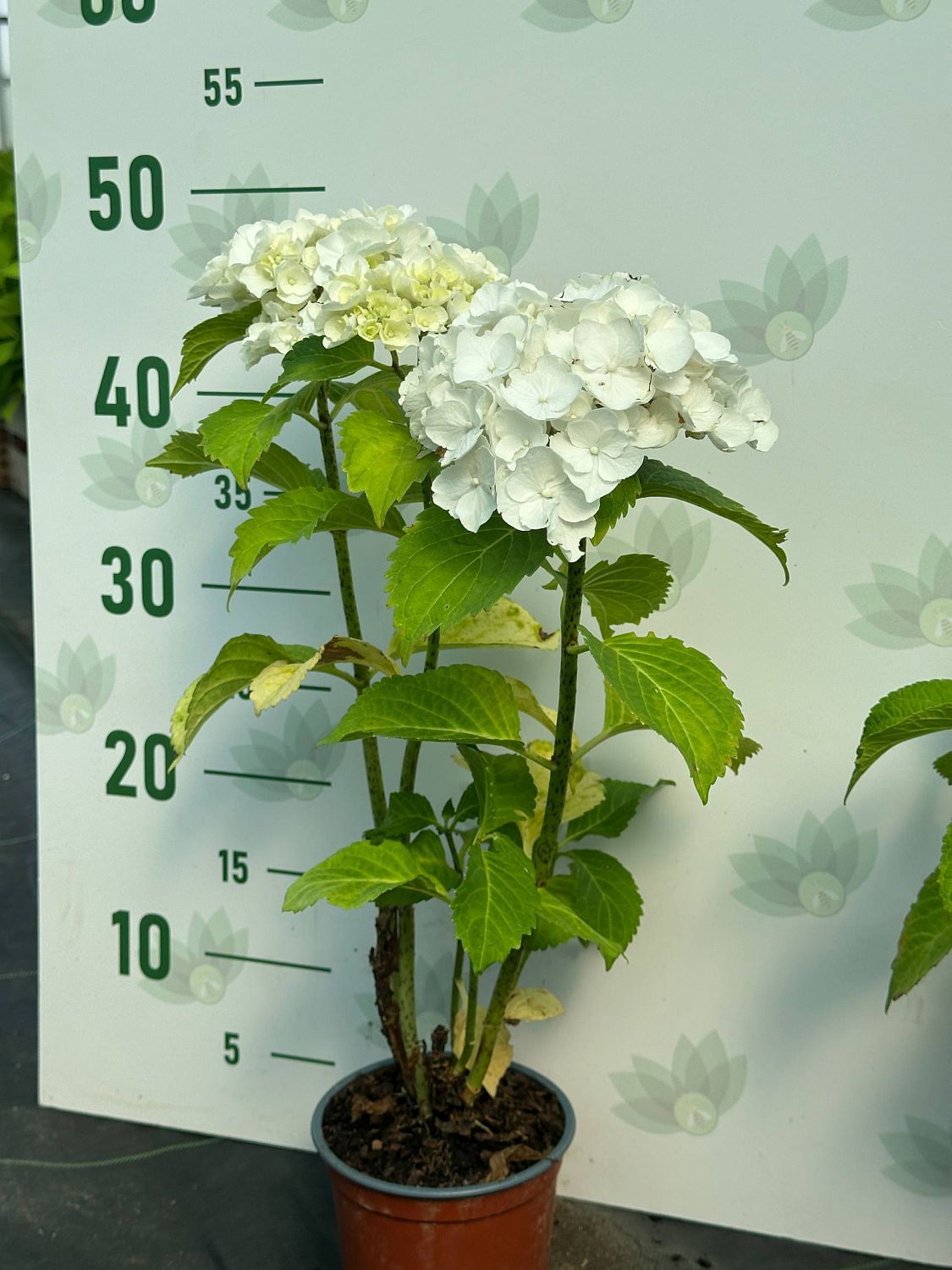 Гортензия крупнолистная Хай Кристал Пэлас Гортензия крупнолистная Хай Кристал Пэлас - Dolina-Sad.Ru