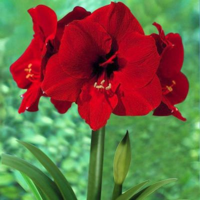 Амариллис Феррари - Dolina-Sad.Ru