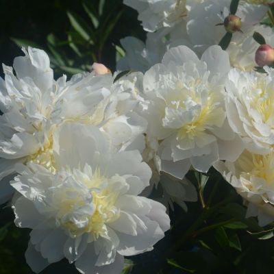 Пион Брайдал Шауэр - Dolina-Sad.Ru