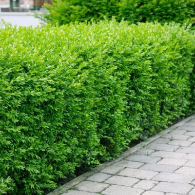 Бирючина обыкновенная, С3 Бирючина обыкновенная, С3 - Dolina-Sad.Ru