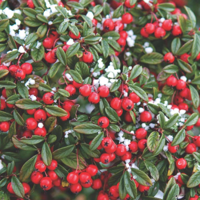 Кизильник иволистный Симпатия Кизильник иволистный Симпатия фото