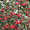Кизильник иволистный Симпатия Кизильник иволистный Симпатия фото