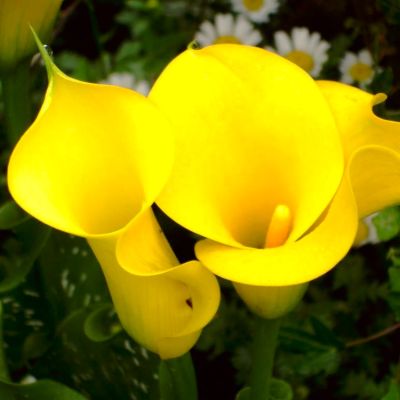 Калла Мэджик Калла Мэджик фото