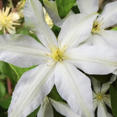 Клематис Роко-Колла Клематис Роко-Колла - Dolina-Sad.Ru