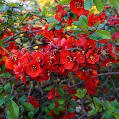 Айва японская Саржента Айва японская Саржента - Dolina-Sad.Ru