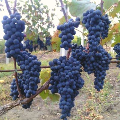 Виноград Саперави Виноград Саперави - Dolina-Sad.Ru
