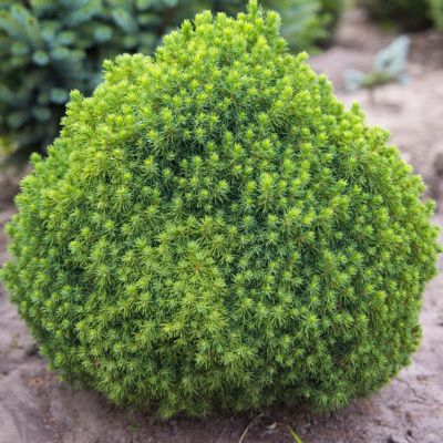 Ель Канадская Альберта Глобе, С3 Ель Канадская Альберта Глобе, С3 - Dolina-Sad.Ru