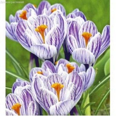 Крокус Страйпт Крокус Страйпт фото