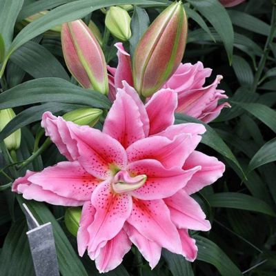 Лилия Роузлили Киара - Dolina-Sad.Ru