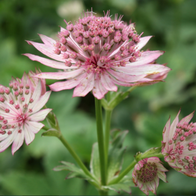 Астранция крупная Астранция крупная фото