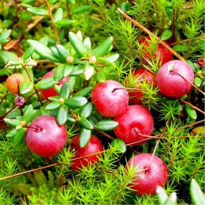 Клюква крупноплодная Рубиновая россыпь Клюква крупноплодная Рубиновая россыпь фото