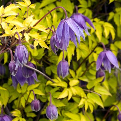 Клематис Столвик Голд Клематис Столвик Голд фото