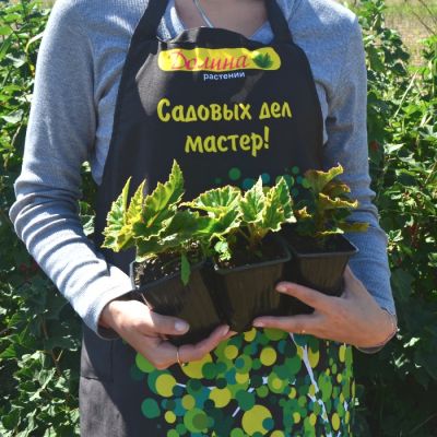 Бегония Фимбриата Ред Бегония Фимбриата Ред фото