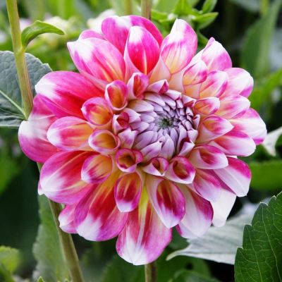 Георгина Гавайи Георгина Гавайи фото