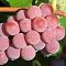 Виноград Мускат розовый Виноград Мускат розовый - Dolina-Sad.Ru